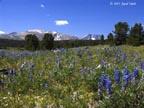 wildflowers